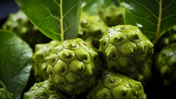 Cuáles son las propiedades curativas