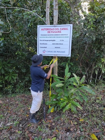 El Canal mantiene programas de conservación forestal dentro de su cuenca hidrográfica para proteger las fuentes de agua. Tomada de la ACP