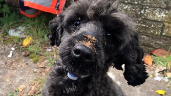 Jock quedó atrapado debajo de