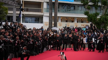 Cuáles son los perros más