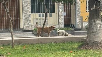Perros que no resultaron envenenados en el parque N°7 de la Cooperativa Universal, en Santa Anita. Foto: Facebook