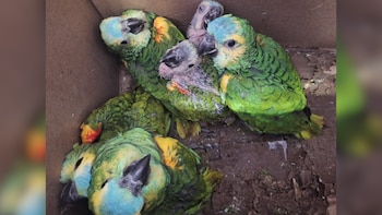 Jujuy: rescataron más de 10