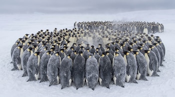 Cientos de pingüinos emperador se agrupan en una vasta superficie de nieve y hielo bajo un cielo gris, con vapor que emana del centro del grupo.