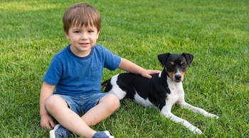 Un niño rubio con camiseta azul a rayas y pantalones cortos de jean está sentado sobre el césped junto a un perro Terrier brasileño tricolor.