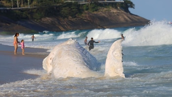 Fotografía de una ballena jorobada