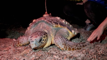 La tortuga boba Diana vuelva a visitar Denia y abre la temporada de anidación en la Comunidad Valenciana con 106 huevos