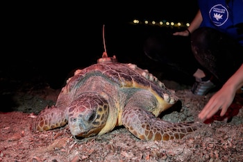 La tortuga boba Diana pone sus huevos por segundo año consecutivo en Denia. (Oceanogràphic València)