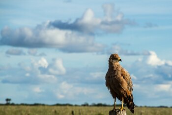 Las extinciones en cascada de
