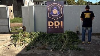 Allanaron una casa de Junín y encontraron una gran plantación de marihuana