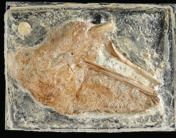 Investigadores británicos identificaron una nueva