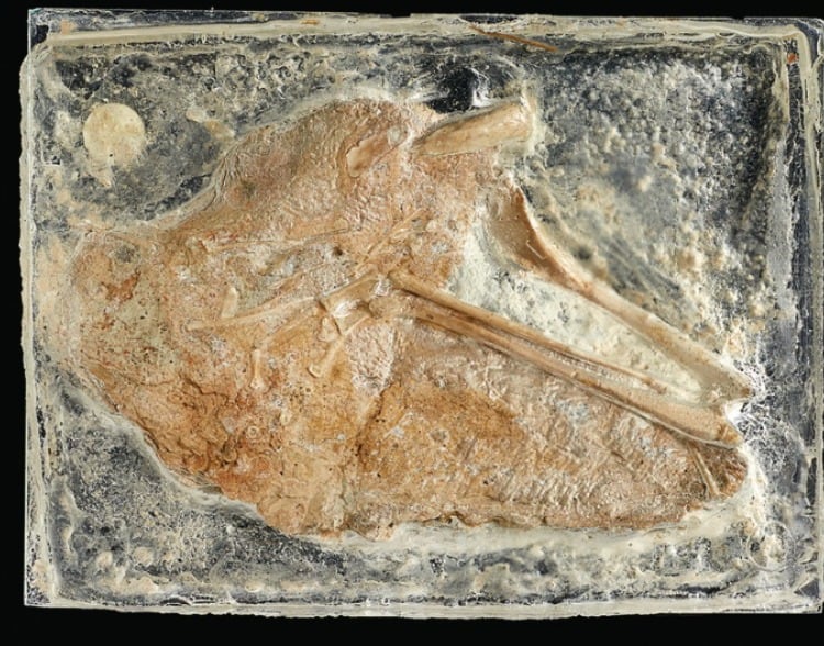 Investigadores británicos identificaron una nueva especie fósil, Galahadosuchus jonesi (The Anatomical Record)