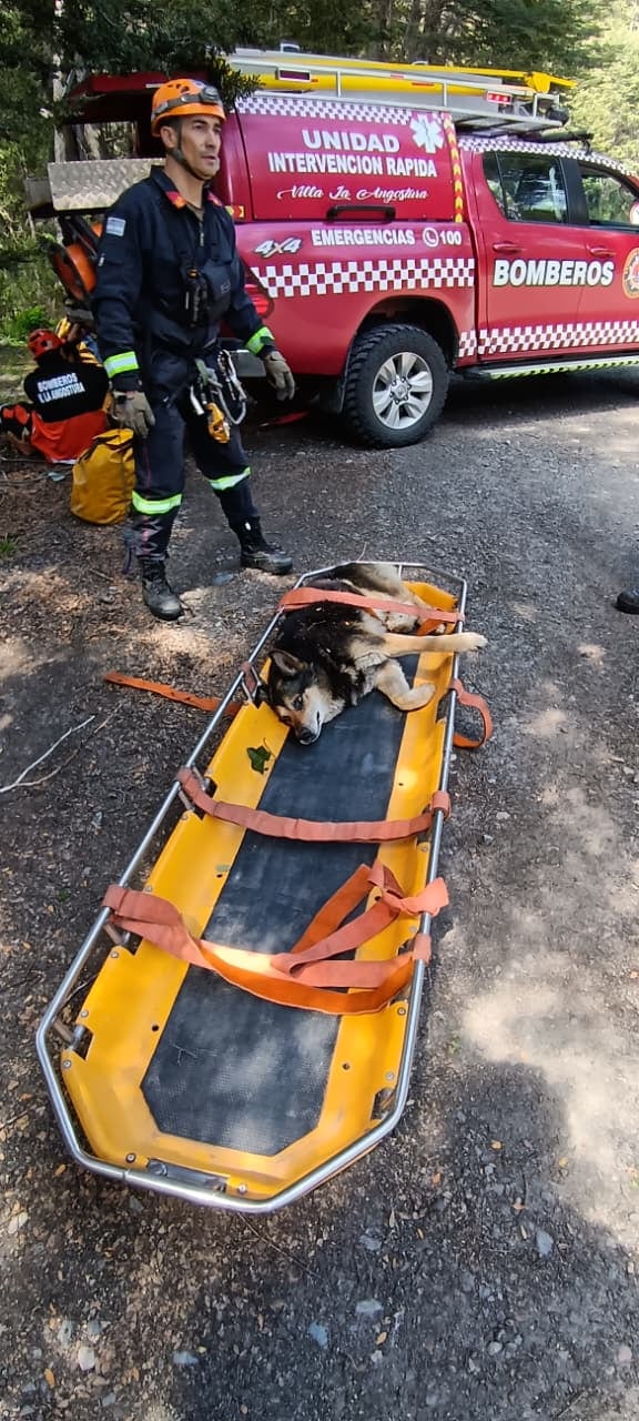 El animal presentaba múltiples fracturas y fue trasladado a una veterinaria donde permanece fuera de peligro