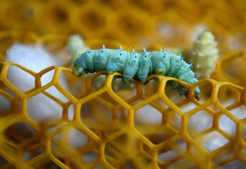 Encontraron que poblaciones endémicas del