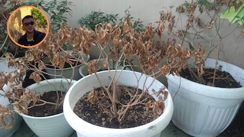 Un jardinero lo confirma: El 90% de las plantas que mueren en España no es por un descuido