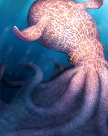 Reconstrucción artística de un pulpo gigante que habría habitado los océanos durante el Cretácico (Yohei Utsuki, Departamento de Ciencias de la Tierra y Planetarias, Universidad de Hokkaido)