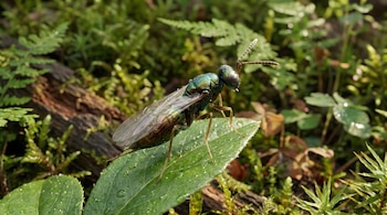 Una avispa con cuerpo iridiscente verde metálico, alas transparentes y antenas largas, se apoya en una hoja verde con gotas de agua.