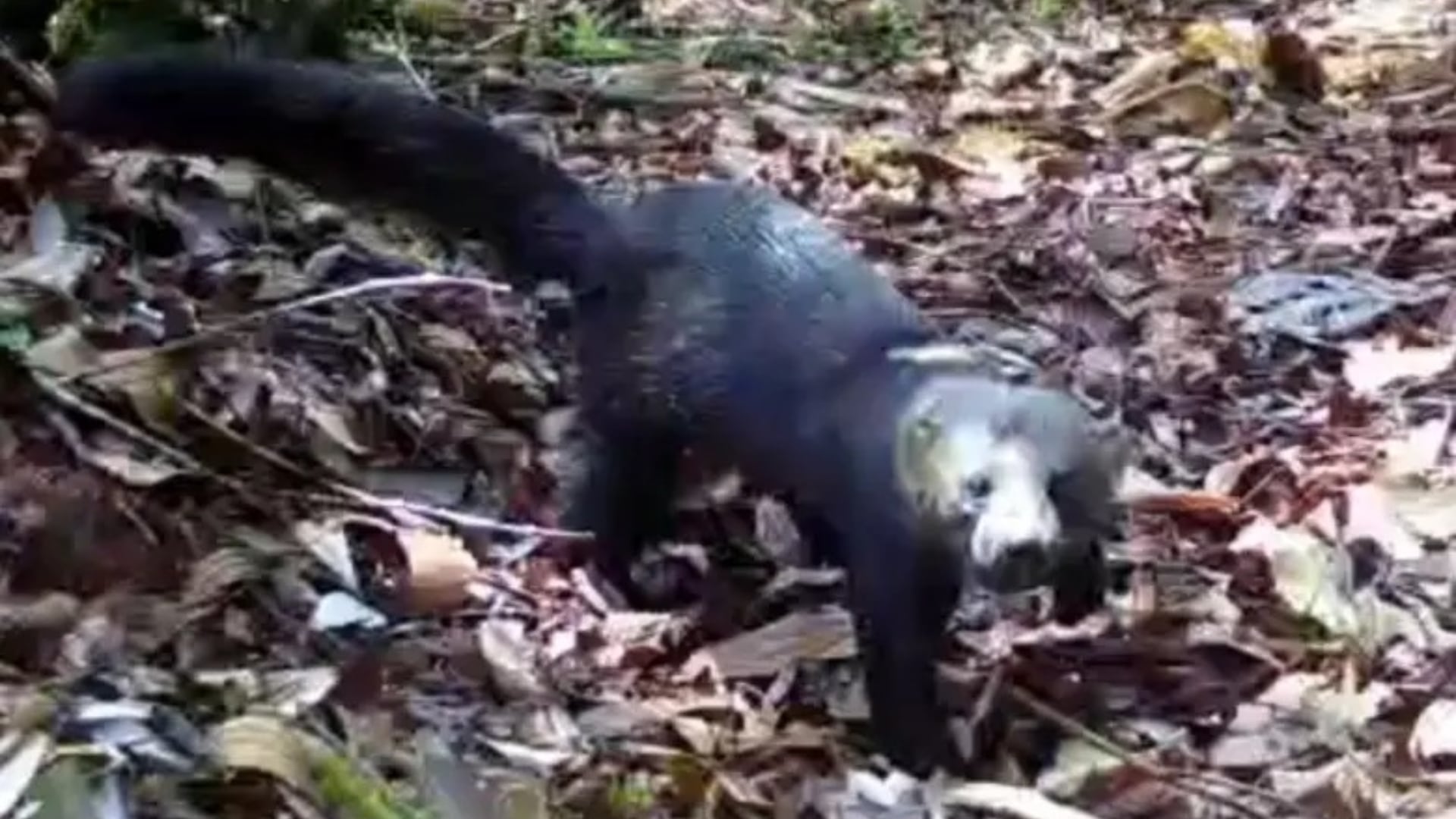 Una cámara instalada en el sector Alto del Indio documentó el avistamiento de una tayra entre los municipios de Belmira y Liborina - crédito captura de video Hora 13 Noticias / Facebook