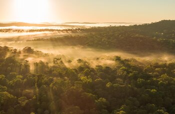 Vista de la selva desde
