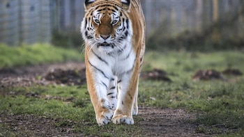 Un tigre mata a un joven que entró en su recinto en un zoológico de Inglaterra