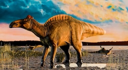Hadrosaurio: cómo era la especie de dinosaurio que encontraron momificado con piel y cascos sorprendentes