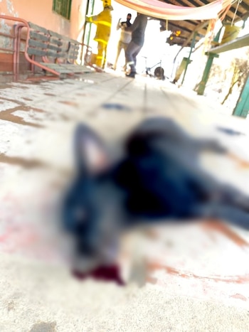 Kevin René Bernal informó que el caso fue puesto en conocimiento del Grupo Especial para la Lucha contra el Maltrato Animal, tras el descubrimiento de dos cuerpos durante la verificación realizada luego de las llamas - crédito X