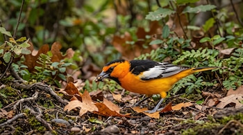 Un ave de plumaje naranja y negro sobre hojas secas sostiene insectos en el pico junto a vegetación verde.
