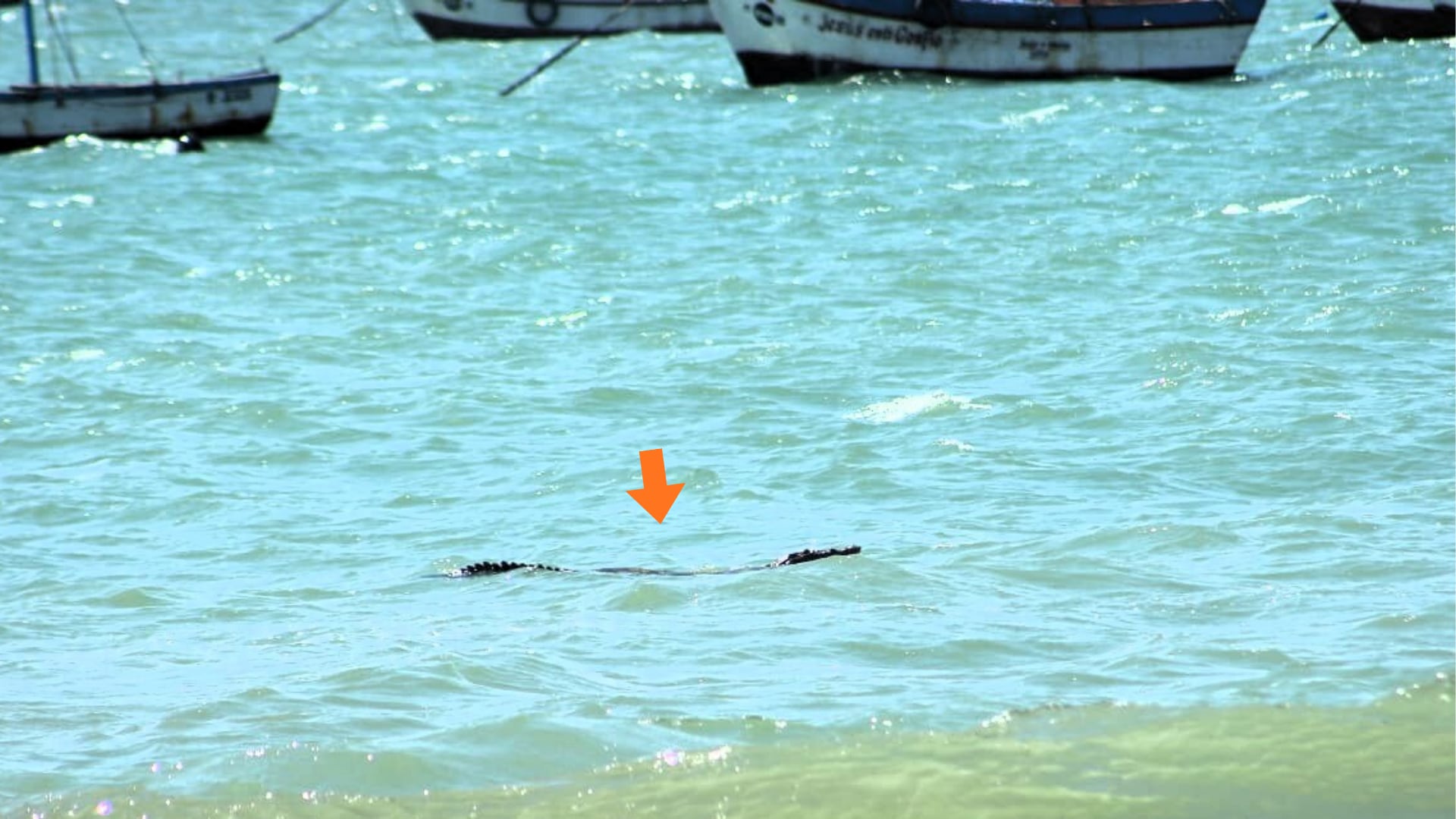 Un cocodrilo de Tumbes (Crocodylus acutus) fue avistado en las playas de Los Órganos, Talara, motivando la intervención del Serfor para evaluar la situación. (Foto: Serfor)