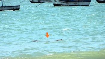 Cocodrilo de Tumbes nadando en aguas turquesas cerca de la orilla, con un bote anclado al fondo y una flecha naranja señalándolo
