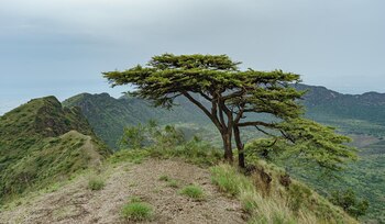 La ausencia de dióxido de