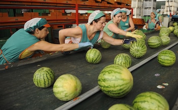 Producción de sandía en Las