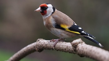 El jilguero europeo, elegido Ave