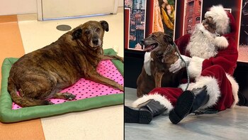 Ajax fue encontrado sentado junto