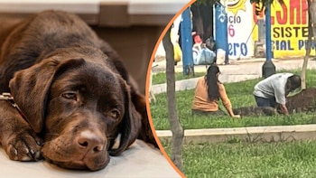 Más de 20 perros, entre