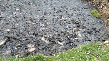 “Es necesaria una mayor fiscalización,