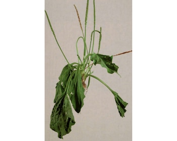 Así se ve la planta