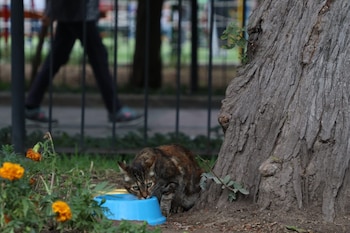 Gatos del parque Kennedy, en
