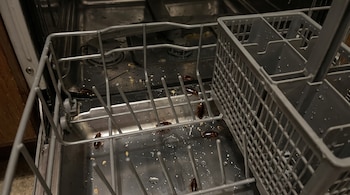 Un lavavajillas abierto con cestas grises en el interior, múltiples cucarachas sobre la base metálica, gotas de agua y residuos de comida.