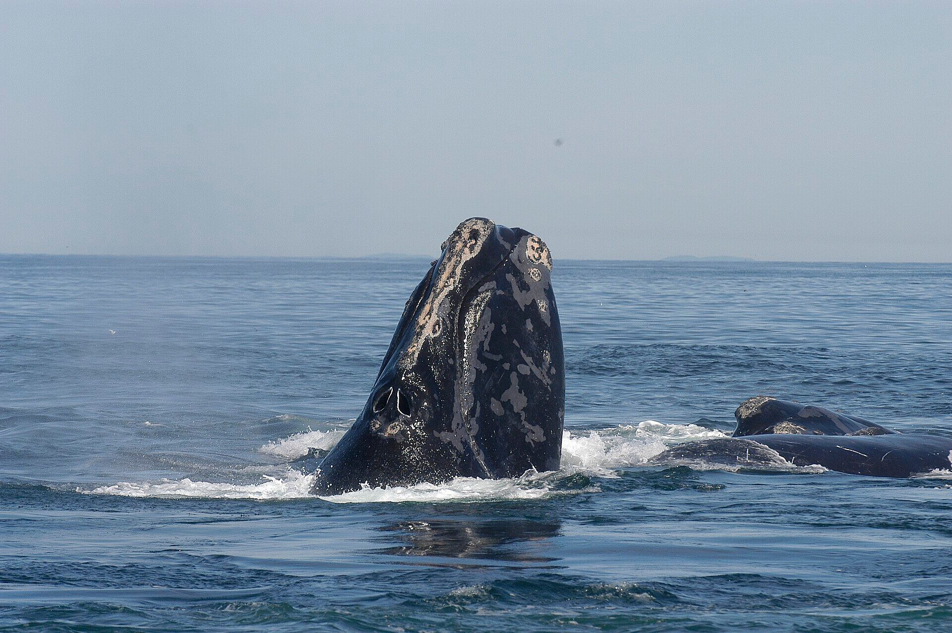 Ejemplar de ballena franca glacial. (Moira Brown y el Acuario de Nueva Inglaterra/Wikimedia Commons)