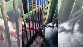 Na poco a poco se olvida de su antigua vida, aunque todavía tiene que superar algunos problemas de salud. (Instagram/bearsanctuary_ninhbinh)