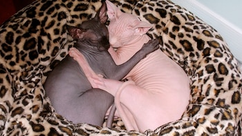 Holanda prohíbe los gatos esfinge