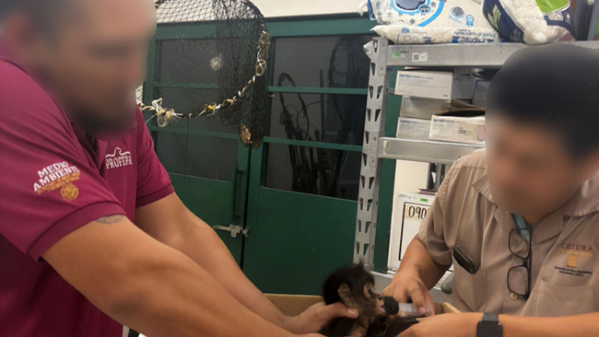 Los ejemplares, una especie en peligro de extinción y protegida por leyes nacionales e internacionales, fueron hallados hacinados dentro de una caja de cartón. (FOTO: Gobierno de México)