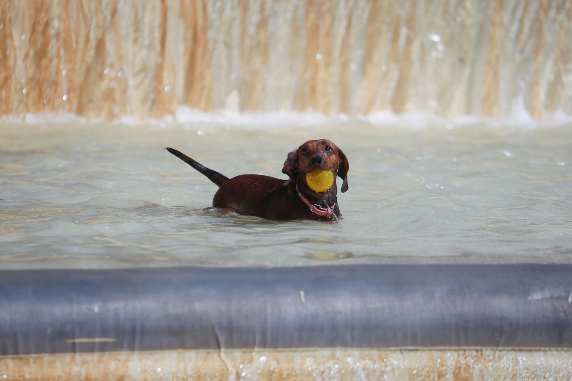 Un perro se refresca en una de las fuentes de la ciudad de Córdoba (EFE/Salas)