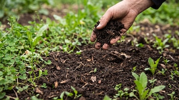 Una mano sostiene tierra oscura y la deja caer sobre un terreno con pequeños brotes verdes y hojas de trébol