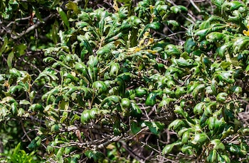 La fragilidad de la cadena