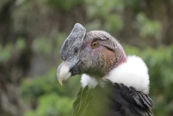 El registro de este evento se convirtió en un llamado a fortalecer la protección de los hábitats donde aún sobrevive el cóndor andino - crédito Alberto Peña, Iván Linares, Neotropical y Paola María Sánchez / Parques Nacionales Naturales
