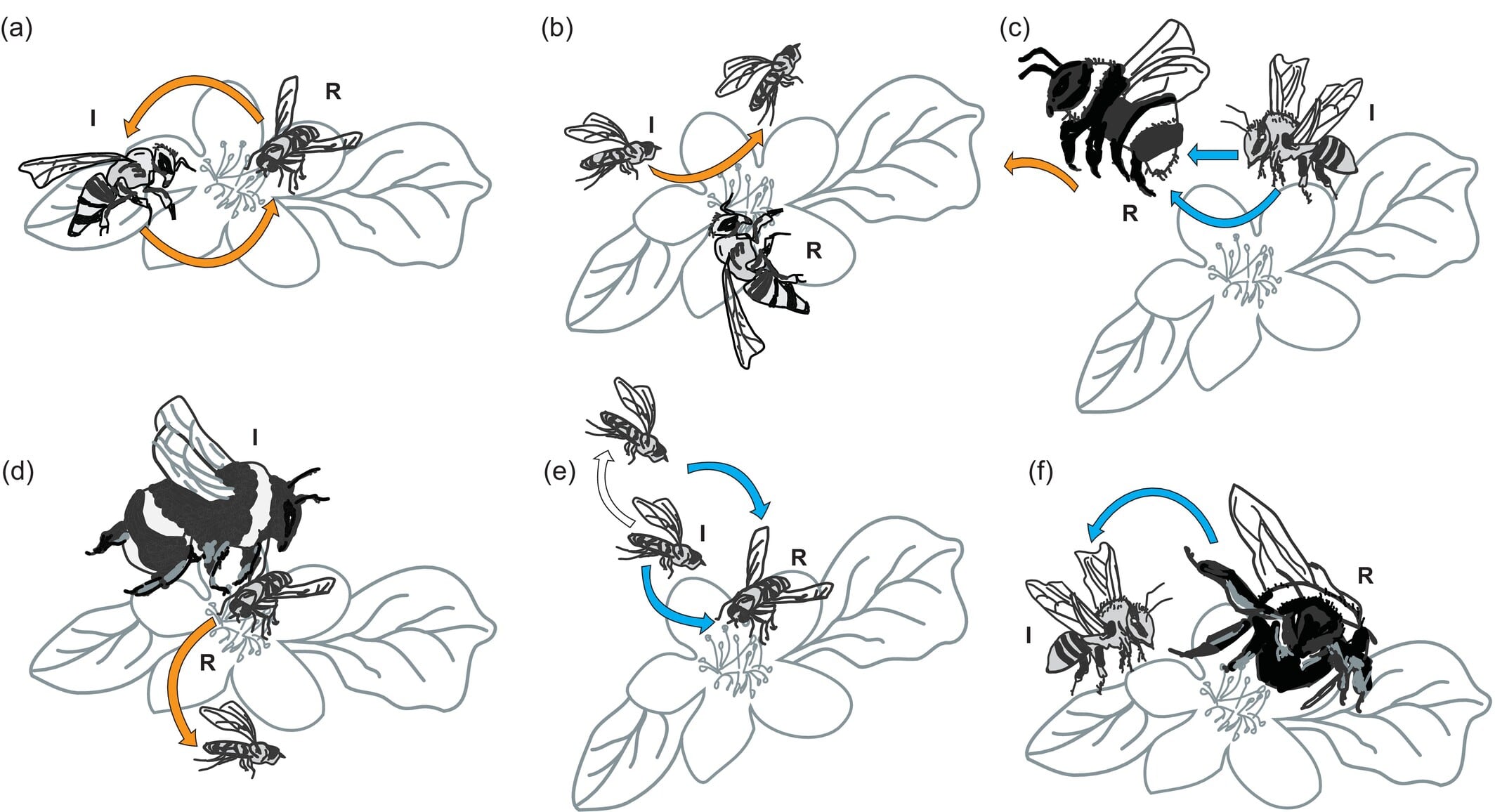 Las abejas melíferas restringen el acceso de polinizadores silvestres a flores de zarza y hiedra mediante competencia por interferencia (Gentileza, estudio: Las abejas melíferas superan directamente a otros visitantes florales mediante la competencia por interferencia en recursos compartidos, publicado en Ecological Entomology)