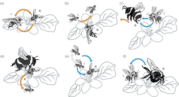 Seis dibujos en paneles de la a a la f con abejas, abejorros y flores, acompañados de flechas direccionales de colores y letras identificadoras