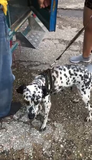 La mascota subió a un