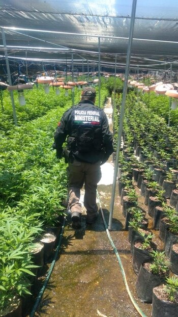 El narcoinvernadero fue puesto a