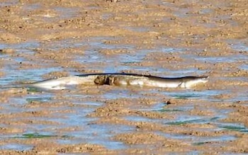 Un ejemplar de anguila muerto